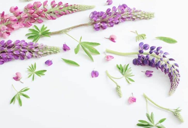 Flower garden ideas in front of the house - 1001 Gardens